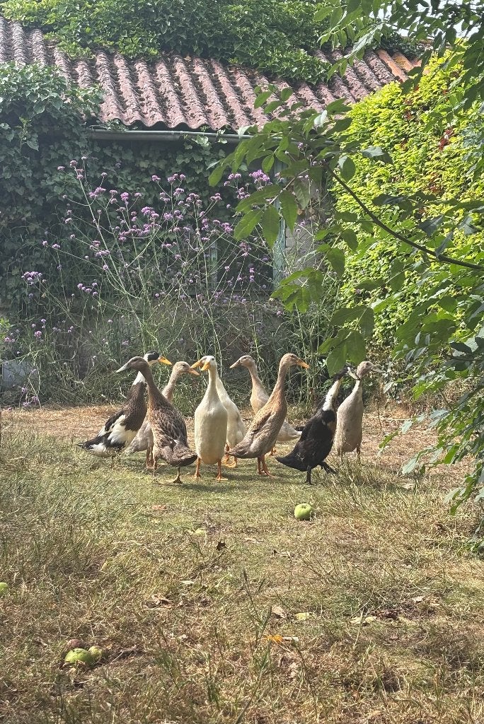 Indische loopeenden vrouwtjes, Dieren en Toebehoren, Vogels | Overige Vogels, Vrouwelijk, Tam