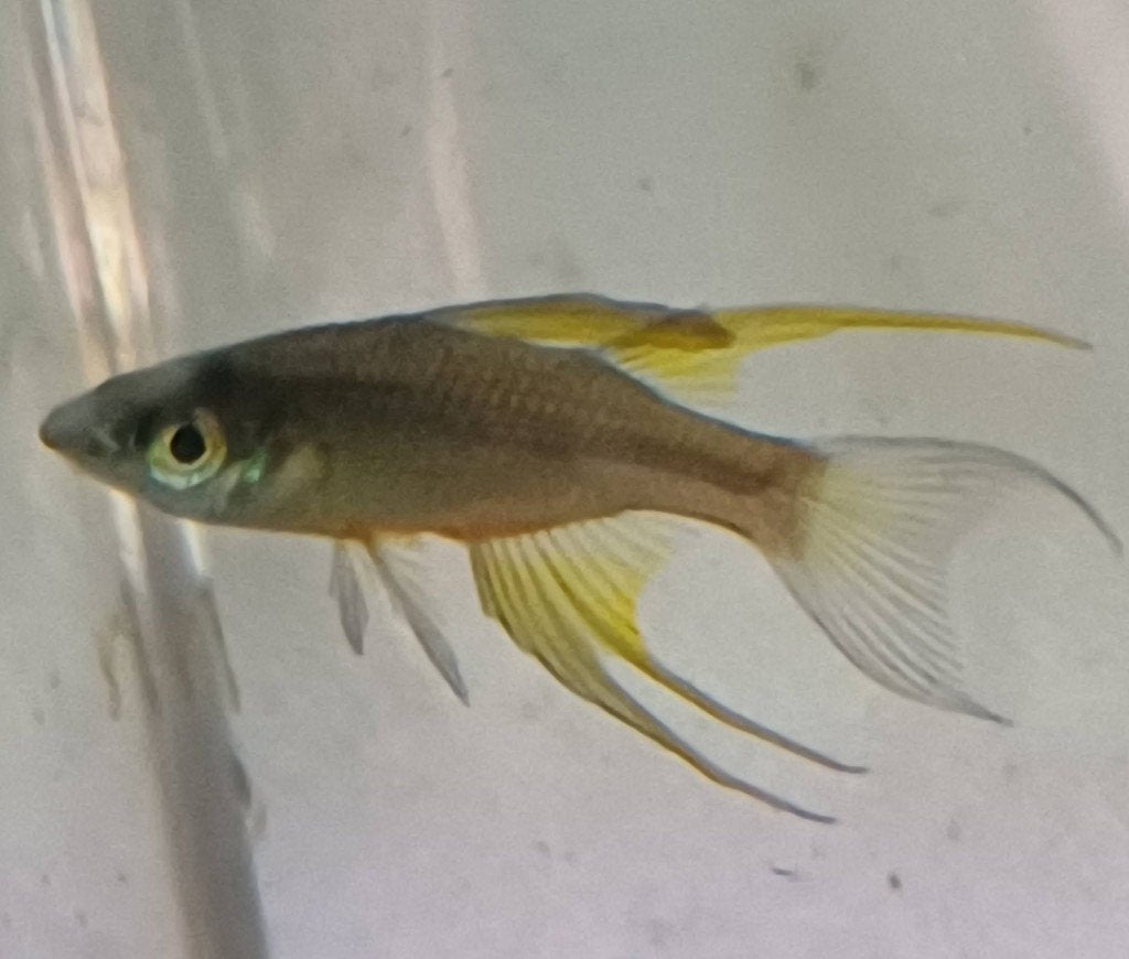 Hobbyaquarium Iriatherina Werneri / prachtregenboogzalm, Vis, Zoetwatervis, Schoolvis
