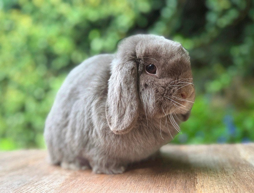 Prachtige super lieve Minilop voedster zoekt levensmaatje, Femelle, Petit, Oreilles tombantes, 0 à 2 ans