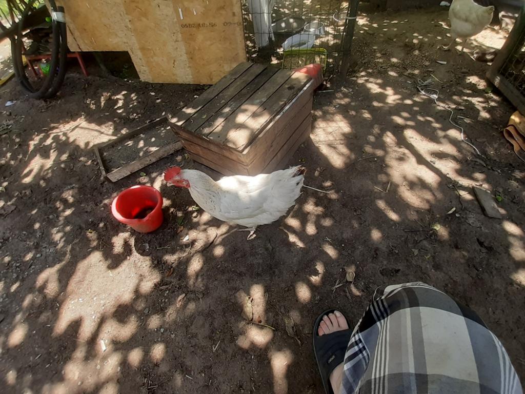 3 Kippen, Dieren en Toebehoren, Pluimvee