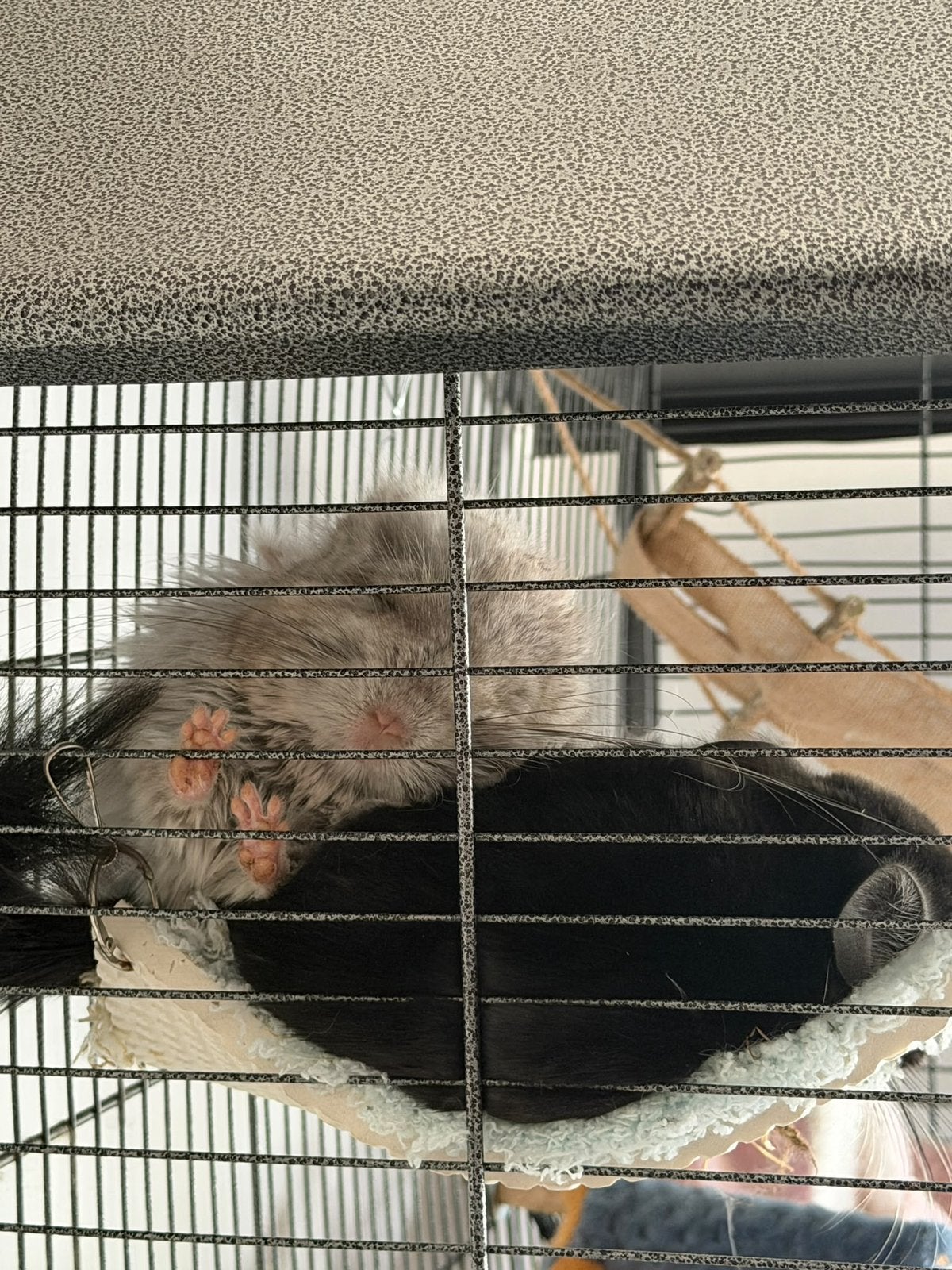 Chinchilla’s, Dieren en Toebehoren, Maart, Chinchilla, Mannelijk, Tam
