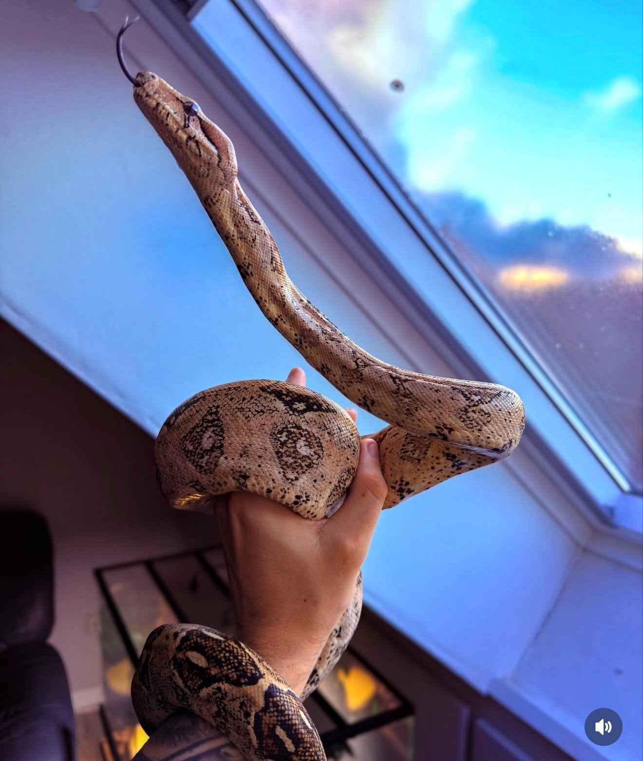 Lieve Boa constrictor te koop (eventueel met terrarium), Animaux & Accessoires, Serpent, Domestique