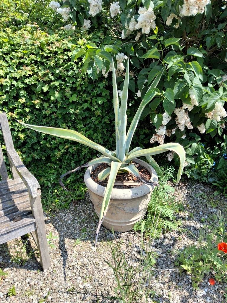 Grote Agave americana ‘Variegata’, Ophalen
