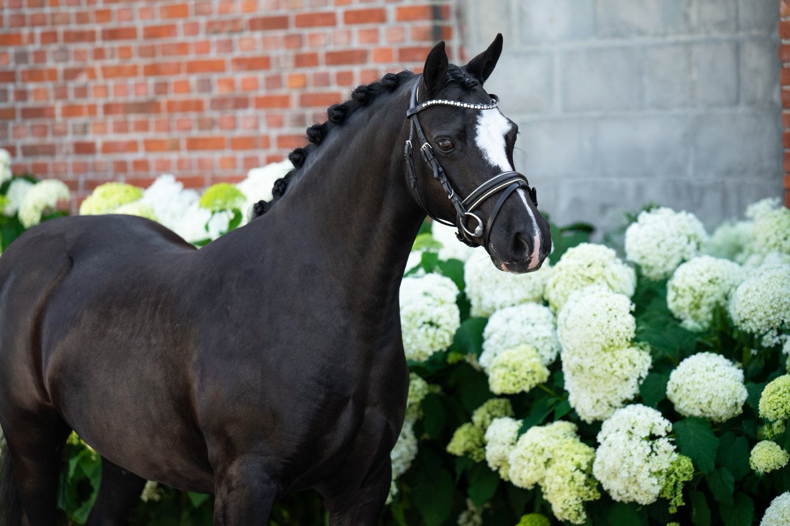 Mega knappe bereden Welsh merrie drachtig voor 2027, Dieren en Toebehoren, Pony's, Merrie, Met stamboom, Zadelmak, B pony (1.17m tot 1.27m)