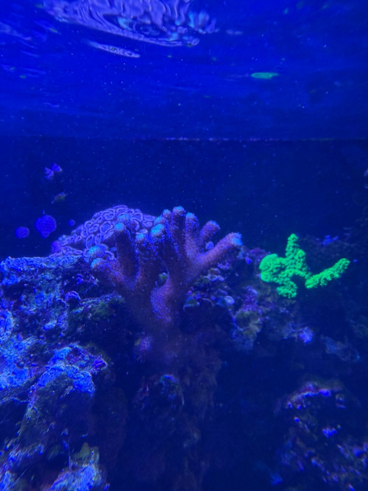 Zee Aquarium te koop, Dieren en Toebehoren, Zoutwatervis