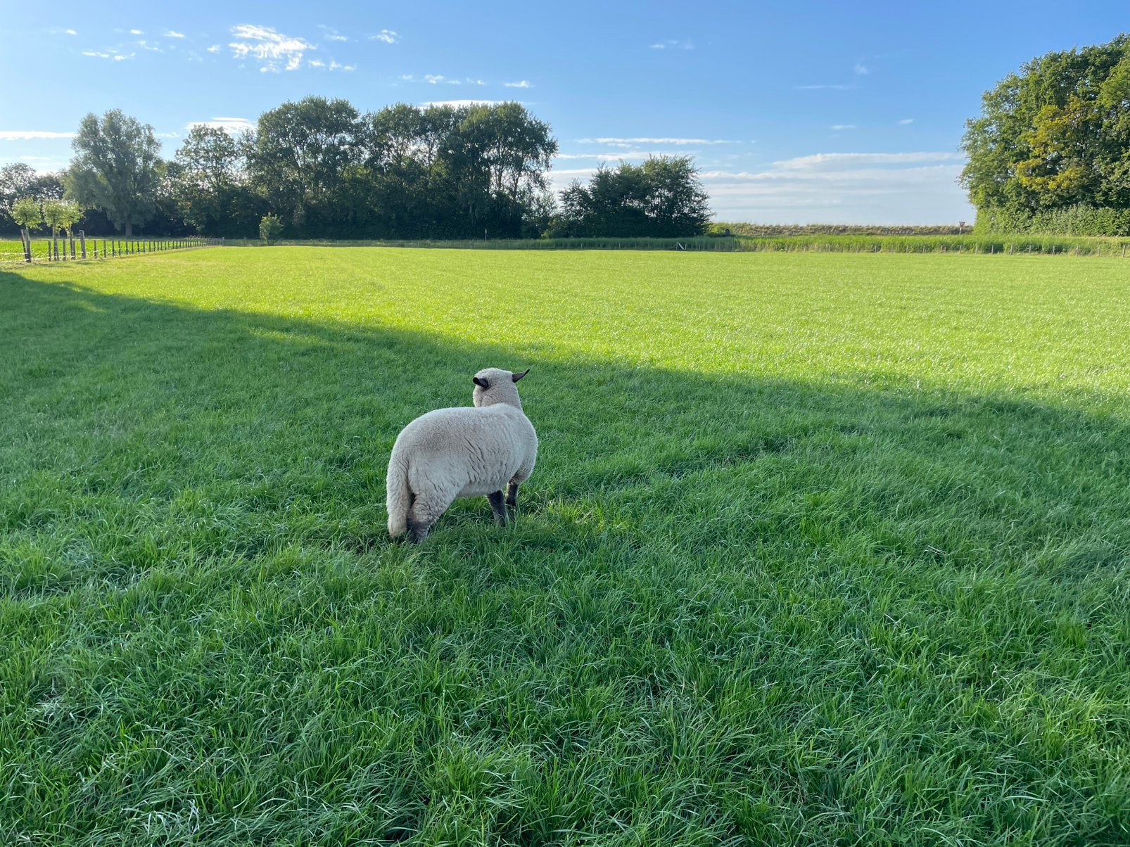Ramlam, Dieren en Toebehoren, Schaap, 0 tot 2 jaar