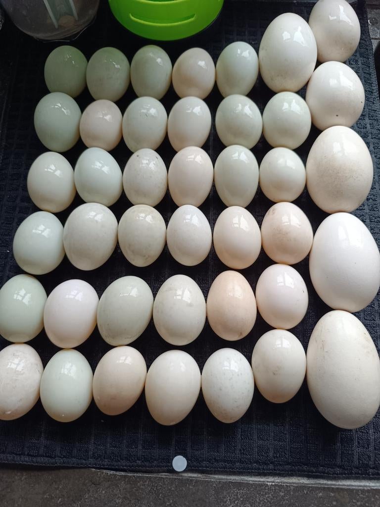 Verse eenden, ganzen en kippen eieren, Ophalen