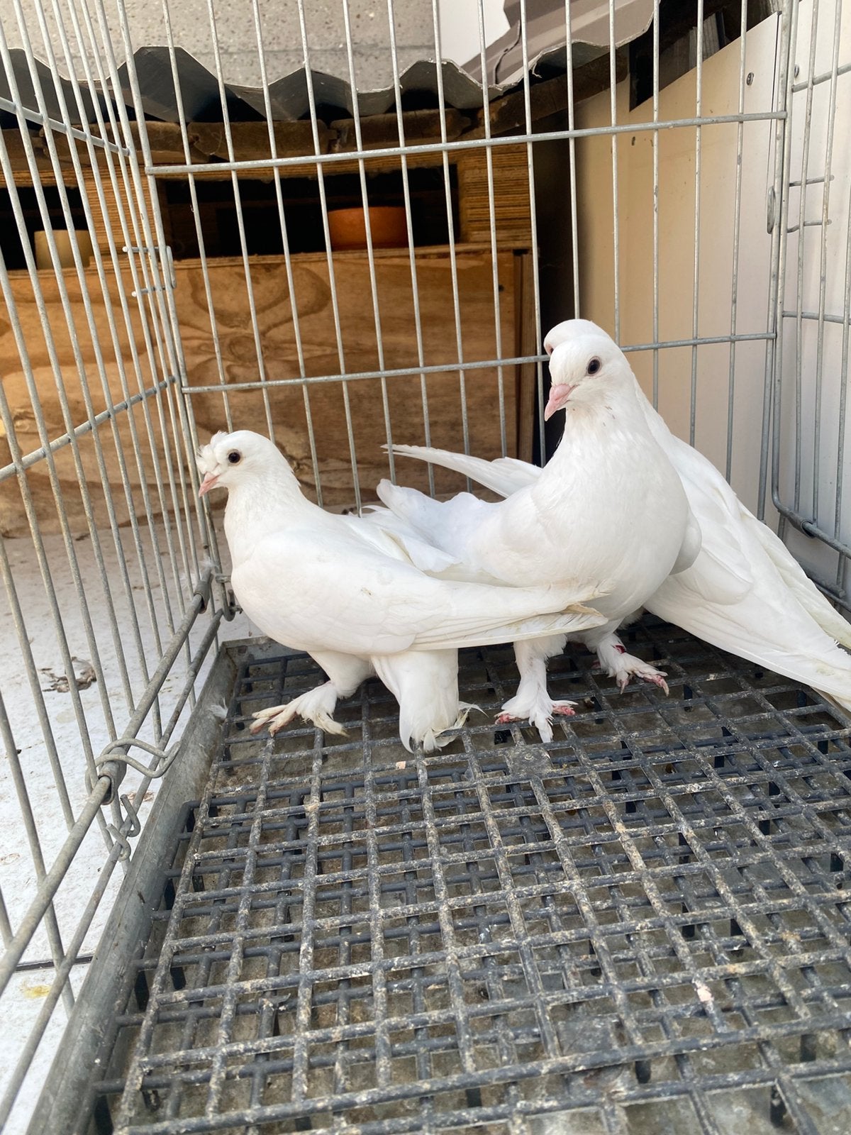 Takla 3x wit, Dieren en Toebehoren