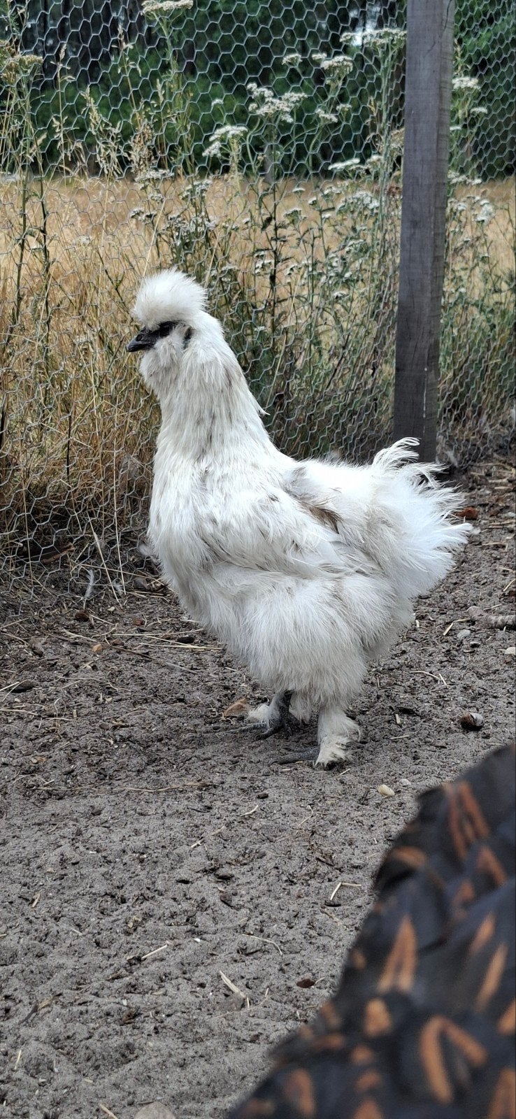 Zijdehoender hen, Animaux & Accessoires, Volatiles, Femelle, Poule ou poulet