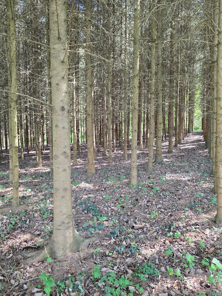 Land met dennenbomen aan de oevers van de Maas en Ardennen, Immo, France, 1500 m² of meer