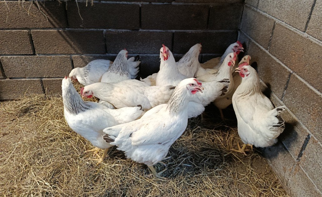 jonge sussex legkippen, Dieren en Toebehoren, Kip