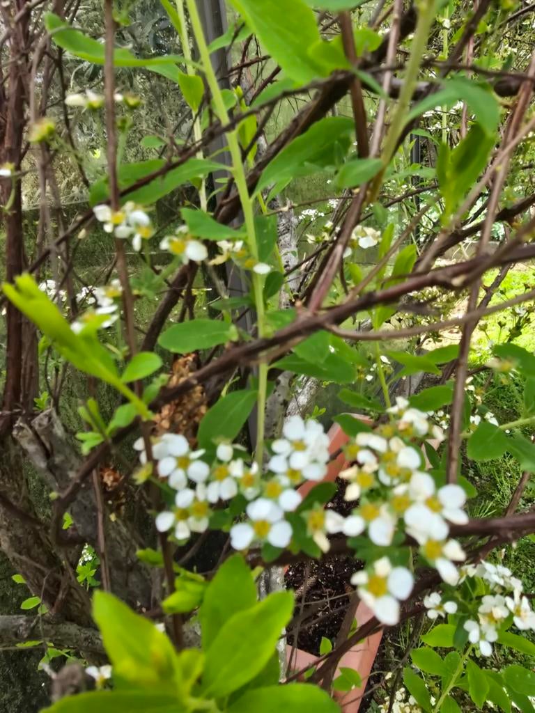 Arbustes  avec des muguet, Jardin & Terrasse