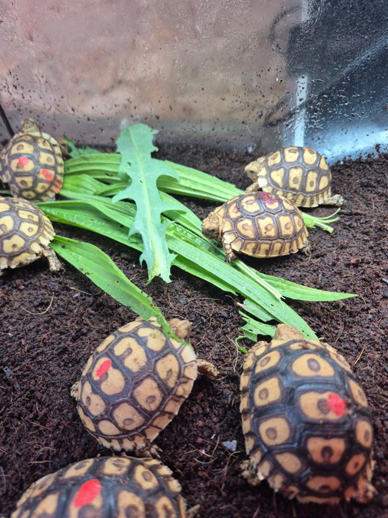 Tortue sulcata pardalise somalica, Animaux & Accessoires, Tortue