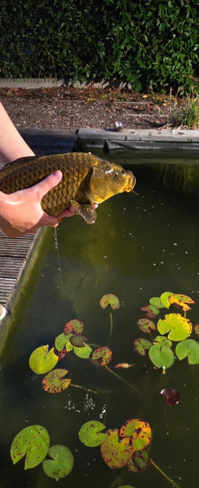 koi, Dieren en Toebehoren