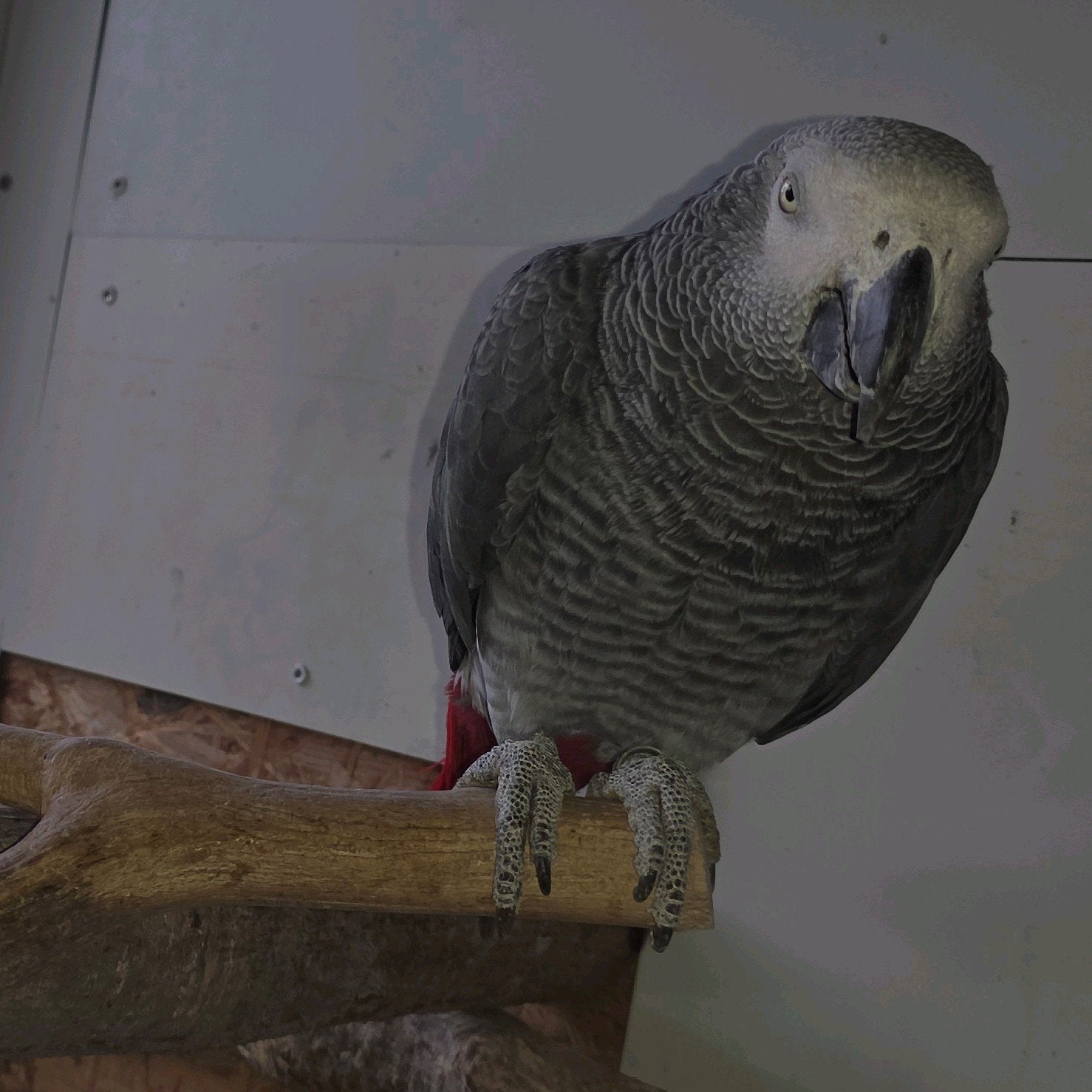 Grijze Roodstaart Man, Dieren en Toebehoren, Mannelijk, Papegaai, Pratend
