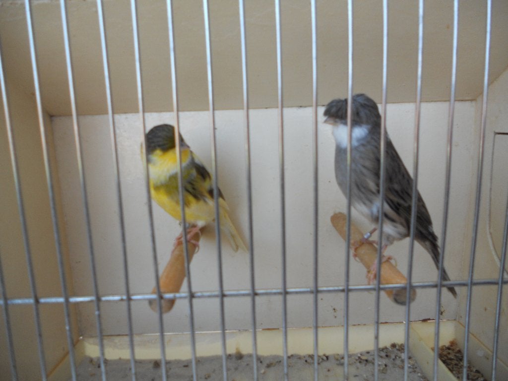 Gloster des Canaries, Animaux & Accessoires, Canari de posture
