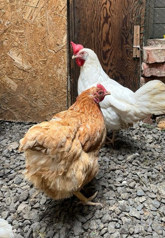 Poules pondeuses, Femelle, Poule ou poulet