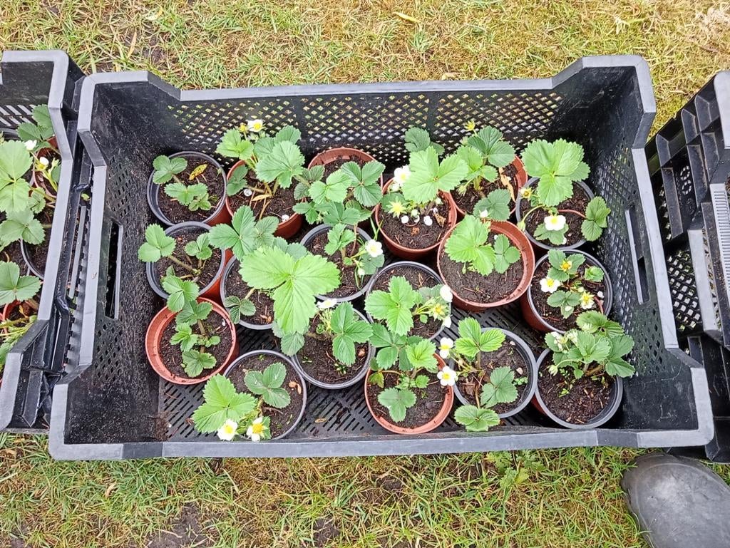 Aardbeiplanten, Ophalen
