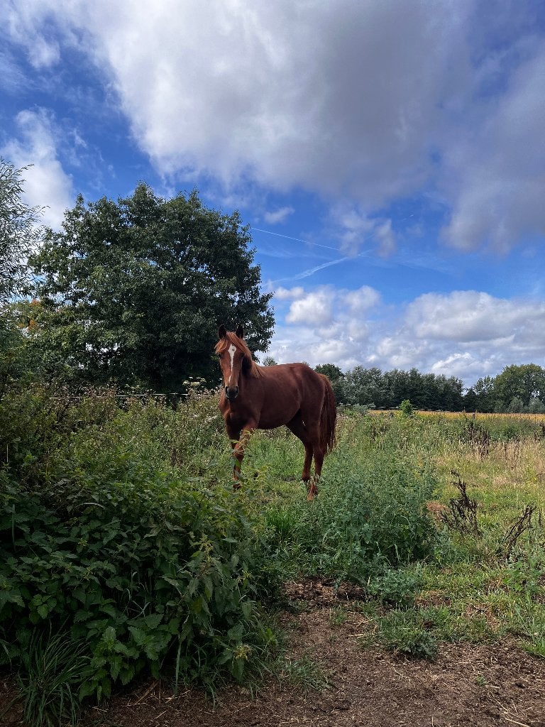 paard, Dieren en Toebehoren, Verzenden, Nieuw