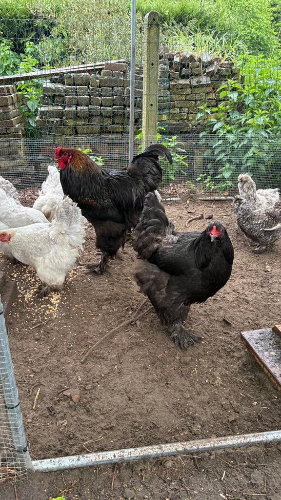 Zwarte brahma  hen en haan te koop, Dieren en Toebehoren, Pluimvee, Geslacht onbekend, Kip