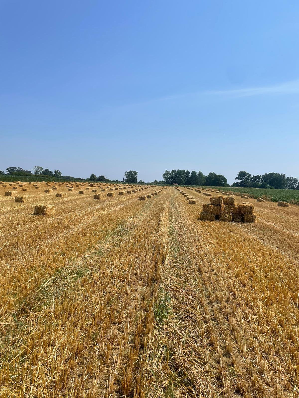 Kleine balen tarwe stro, Ophalen