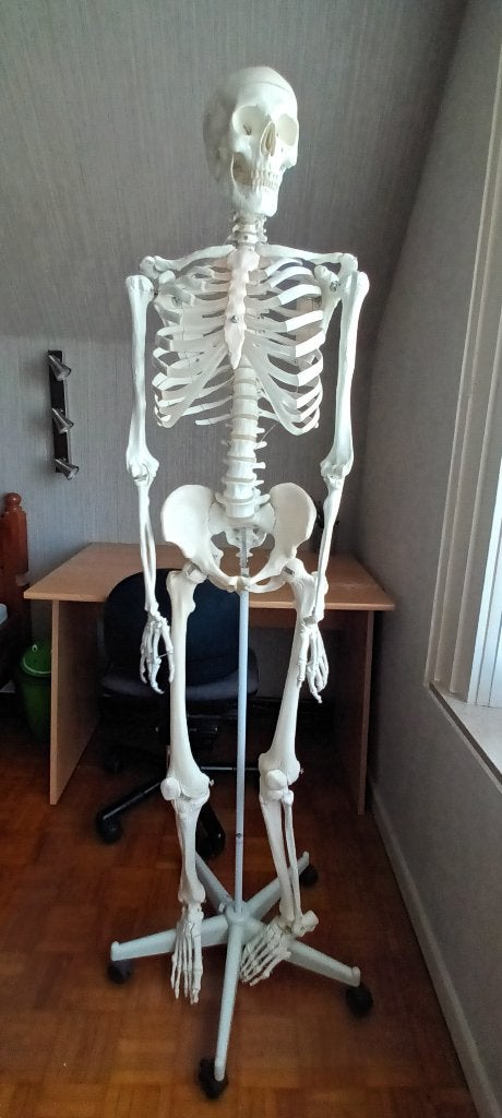 Anatomisch skelet, Diversen, Ophalen, Zo goed als nieuw