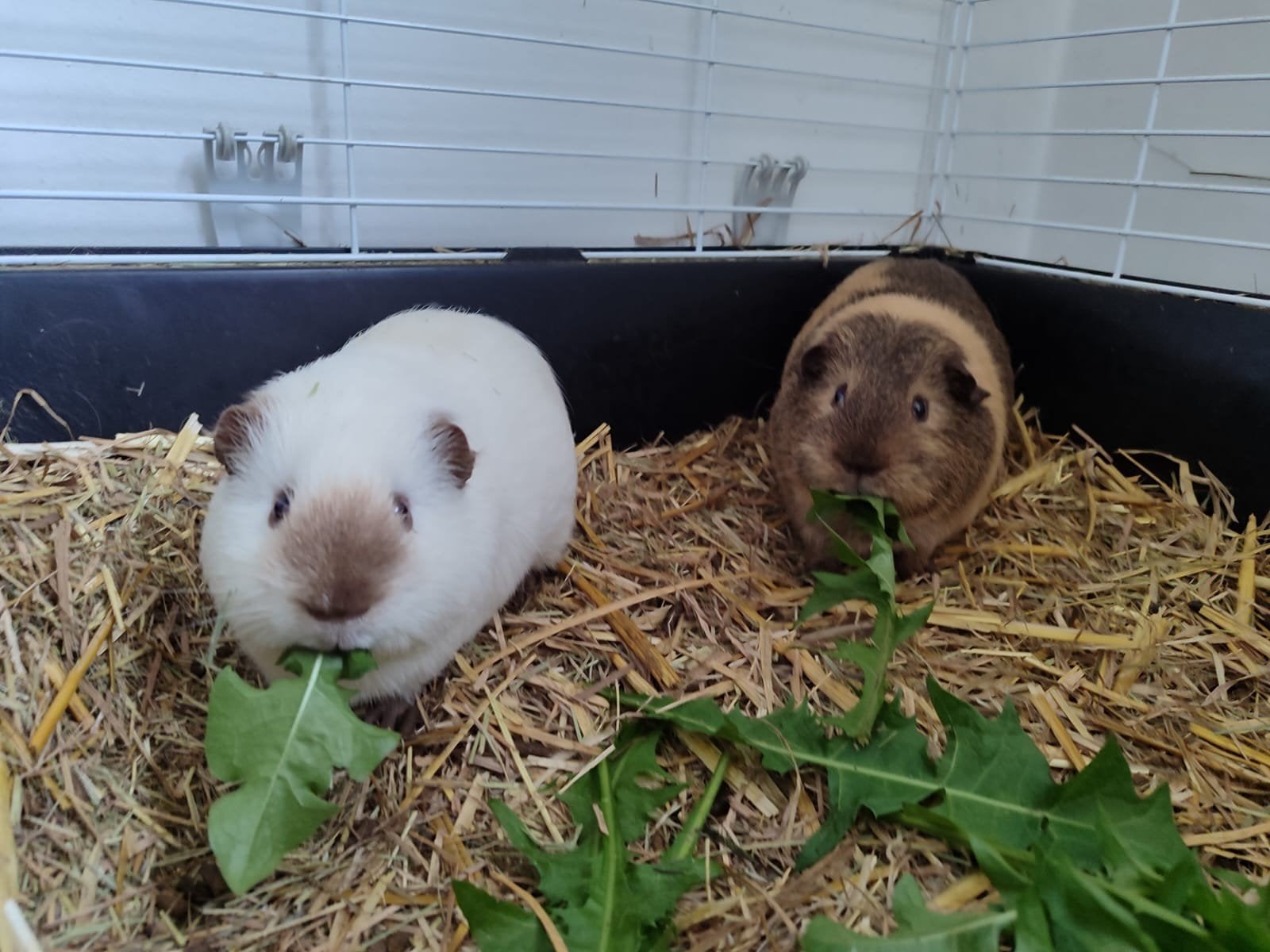 Twee lieve cavia’s (mannetjes) incl. grote kooi en reismand, Dieren en Toebehoren, Ophalen of Verzenden, Kooi, Cavia