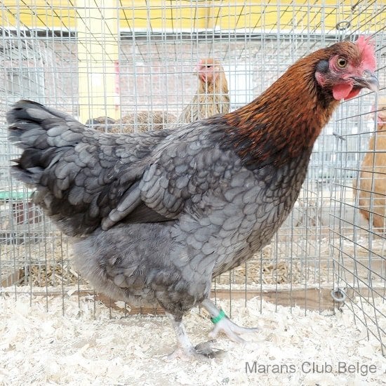 Marans gezocht