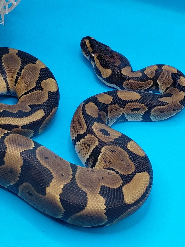orange dream het pied /desert ghost, Dieren en Toebehoren, Slang, 0 tot 2 jaar