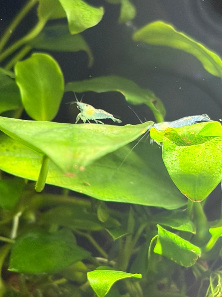 Neocaridina Blue Jelly garnalen