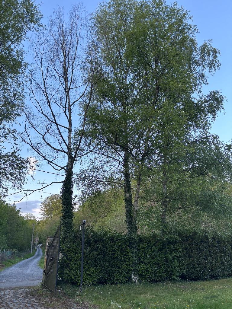 Bois a donner - arbre a abattre boulot peuplier, 6 m³ of meer, Ophalen, Berkenhout, Stammen
