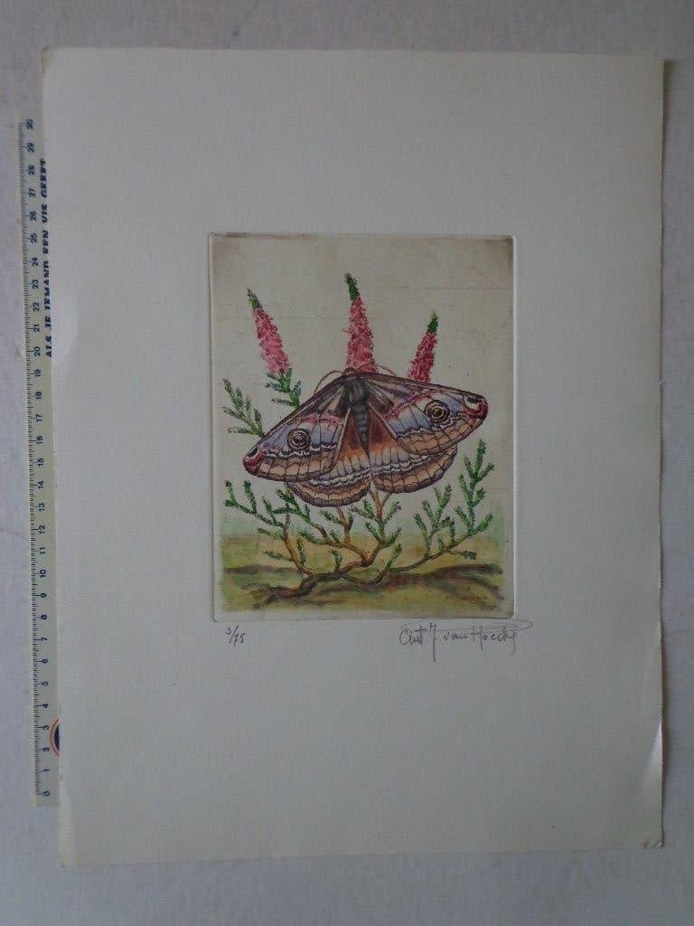 ets gehoogd met aquarel Antoon J. Van Hoecke "Nachtpauwoog", Antiquités & Art, Art | Eaux-fortes & Gravures, Coloré à la main