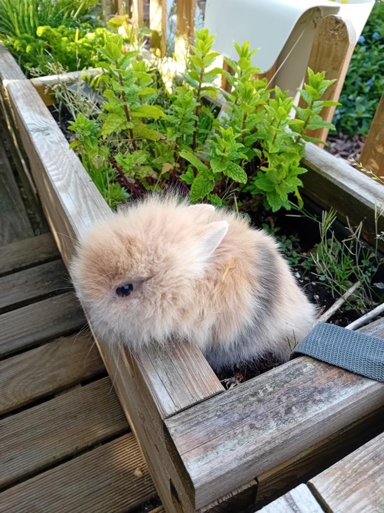 Prachtige leeuwenkop en teddy dwergkonijntjes supertam, Animaux & Accessoires, Lapins