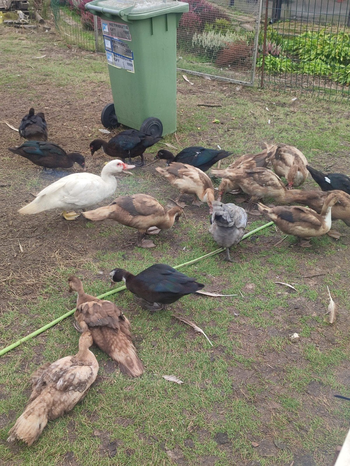 20 barberie eenden te koop van april 2026, Animaux & Accessoires, Plusieurs animaux, Canard