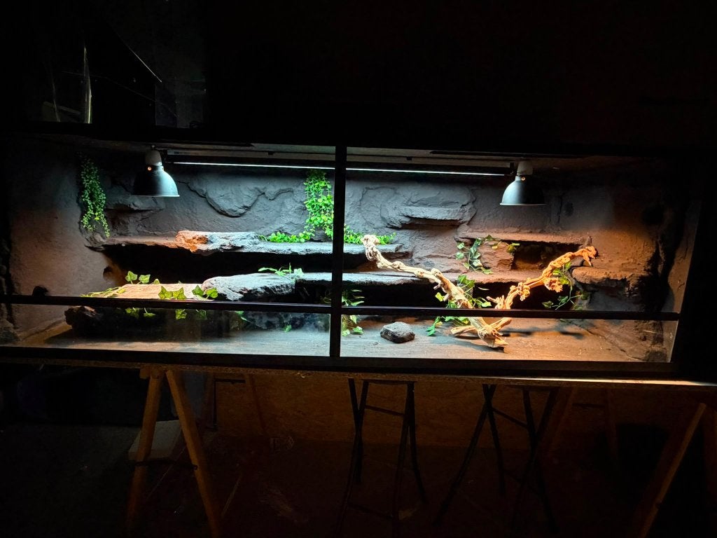 Woestijnterrarium op maat!, Enlèvement ou Envoi, Neuf, Terrarium ou Paludarium