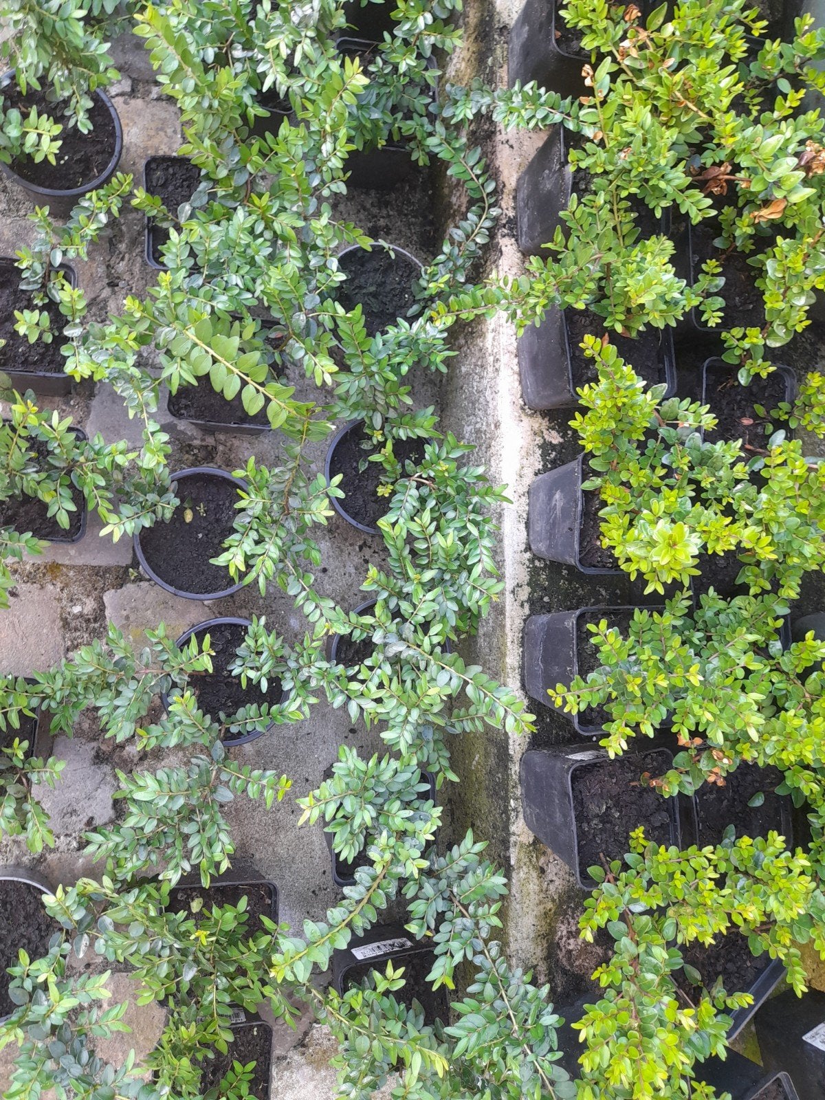 Cotenaster plantjes te koop, Ophalen