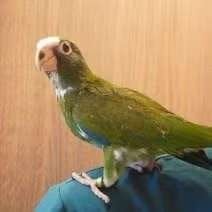 petite marguerite à tête blanche (pionus senilis), Plusieurs animaux, Perruche