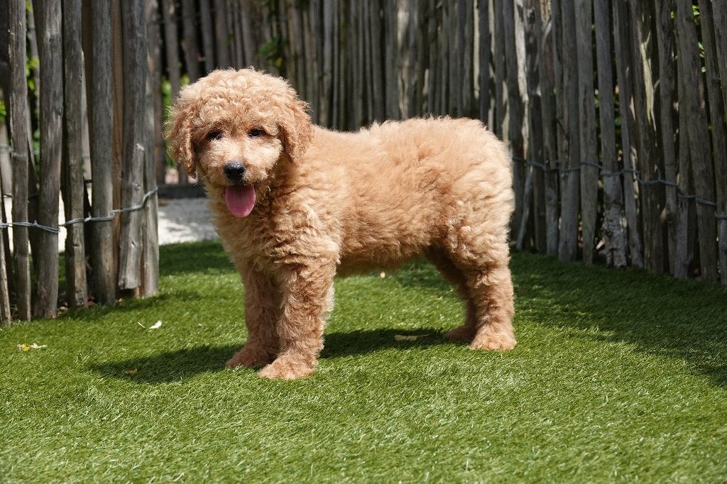 Superbes chiots Labradoodle de taille moyenne, avec pedigree, Autres races, Plusieurs, Hépatite contagieuse (maladie de Rubarth)