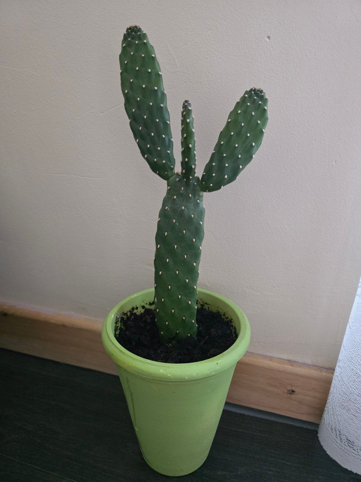 cactus, Ophalen, Cactus