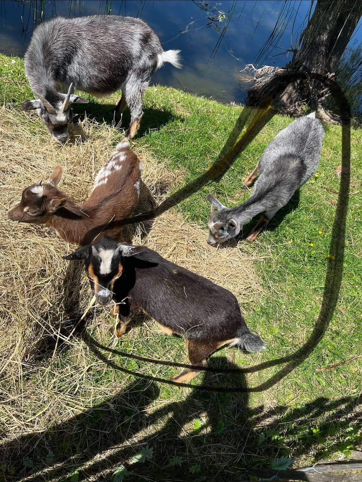 Dwerggeiten
