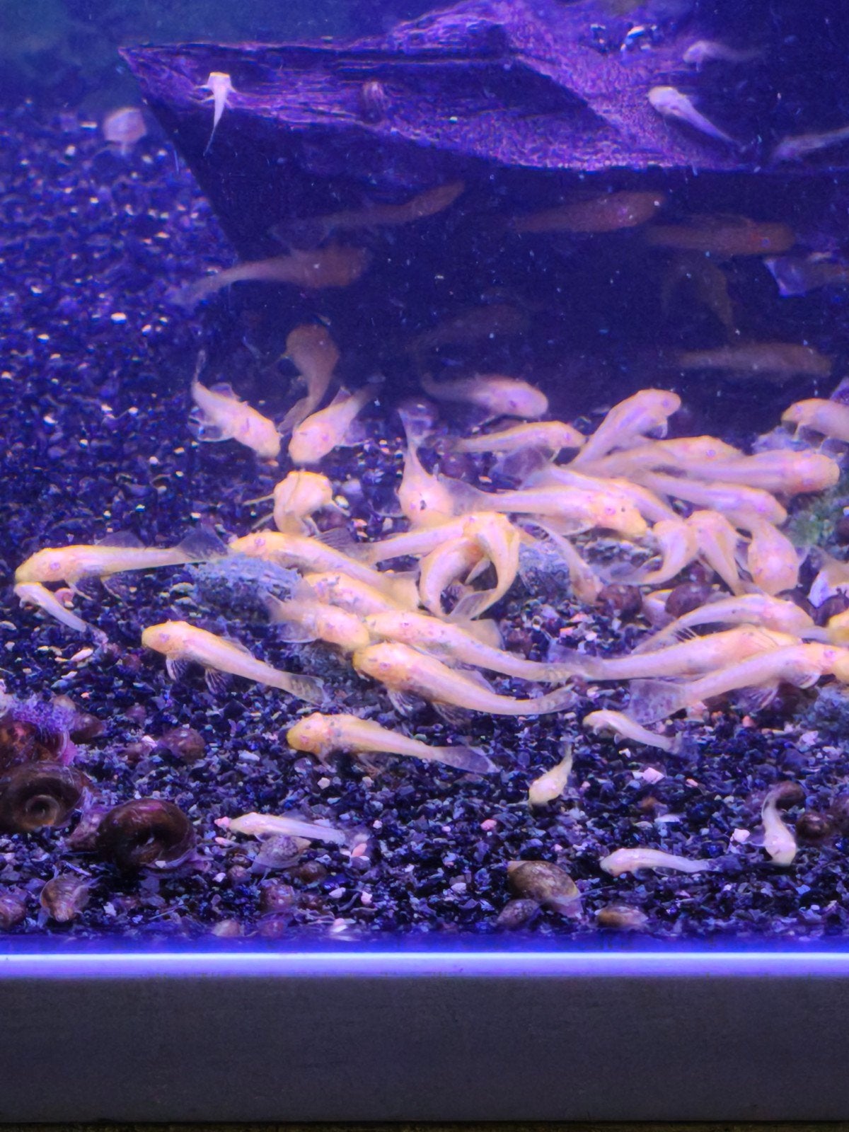 L144 golden ancistrus jongen, Zoetwatervis