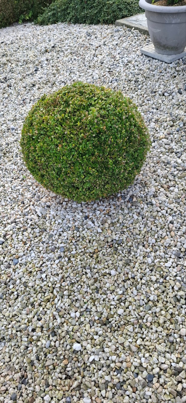 4 bollen in buxus , prijs 8 € stuk  ,diameter 48/ 50 cm .
De, Ophalen