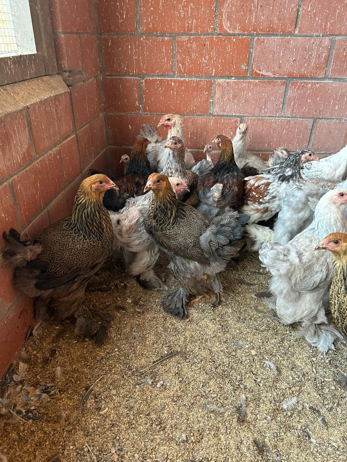 Brahma groothoender, Meerdere dieren, Kip