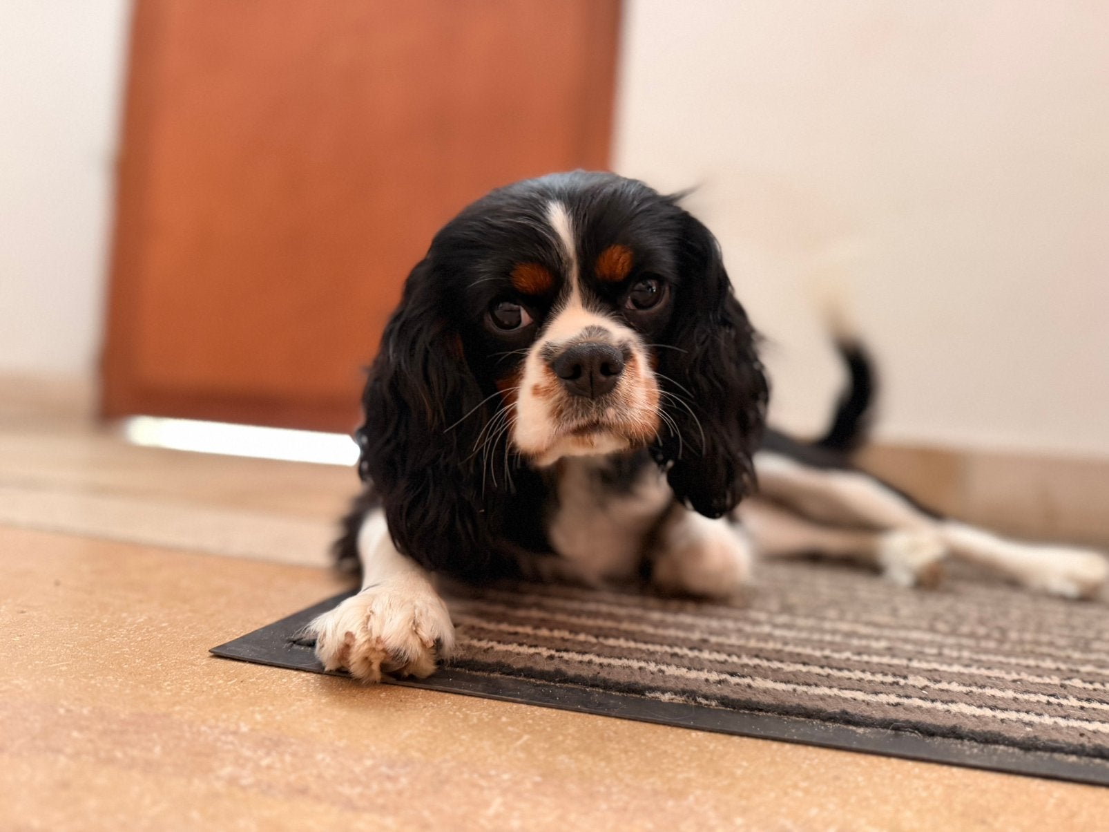 Cavalier king charles pup, Parvo, België, Fokker | Hobbymatig, 15 weken tot 1 jaar