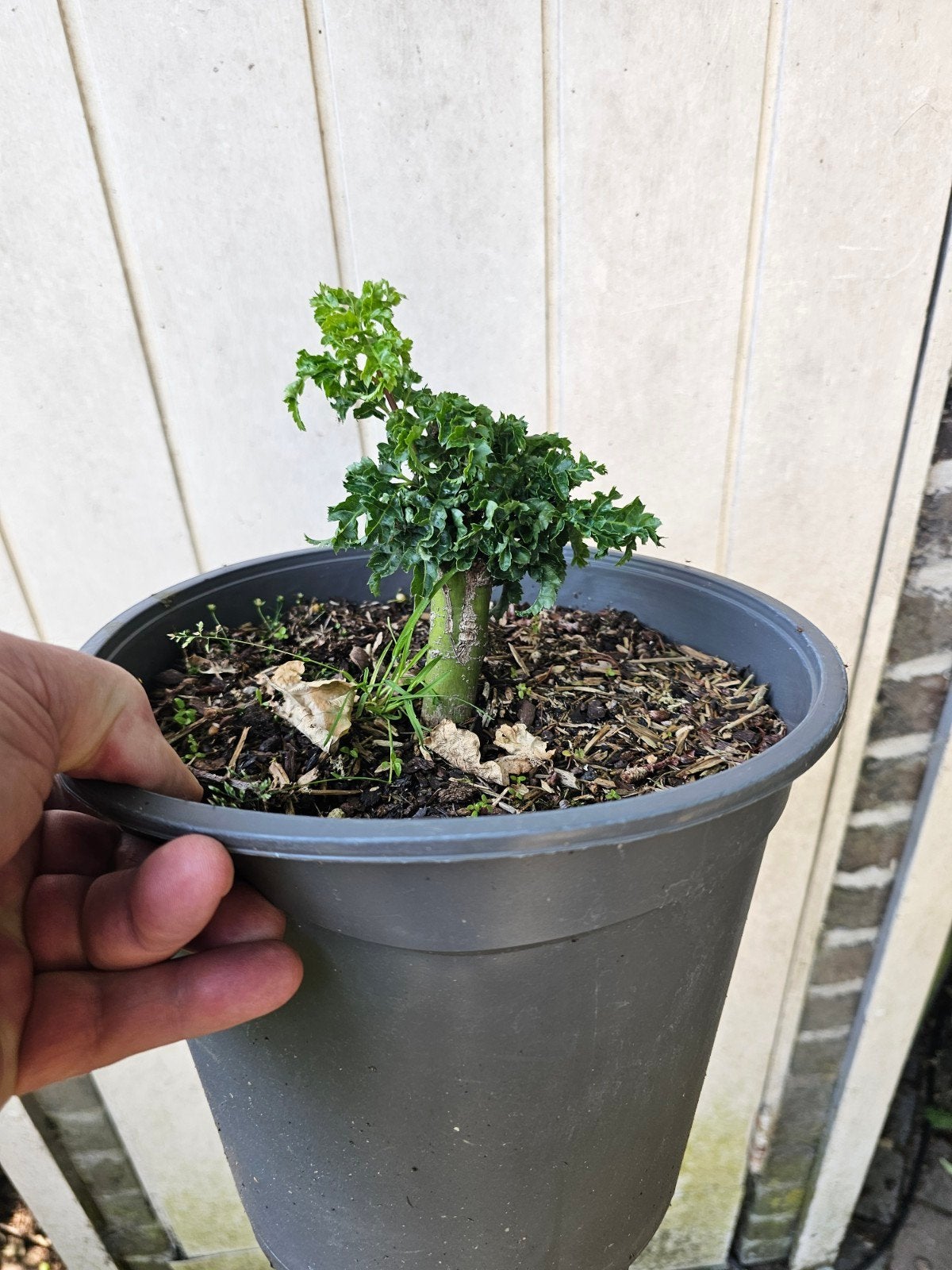 Acer Shishigashira wel geënt maar wel gezond wortelgestel, Tuin en Terras, Ophalen