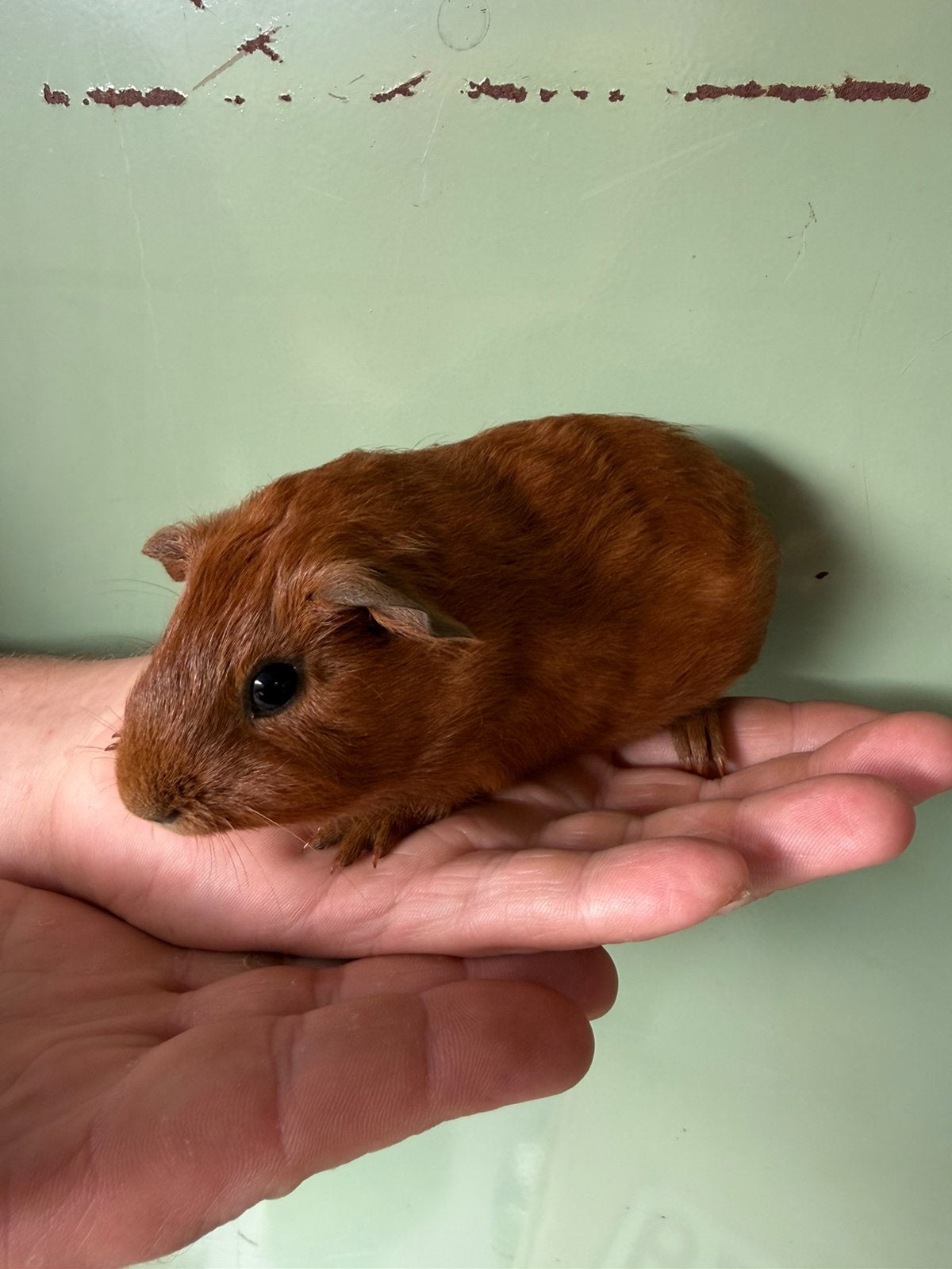 Gladhaar beertje, Animaux & Accessoires, Rongeurs, Mâle, Juin, Domestique, Cobaye