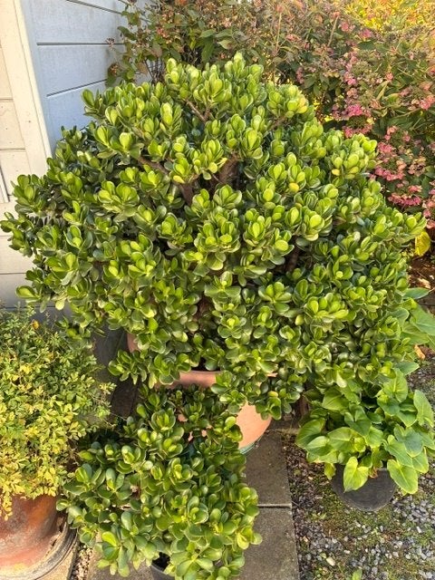 Vetplant, Tuin en Terras, Vaste plant, Halfschaduw, Winter, Ophalen