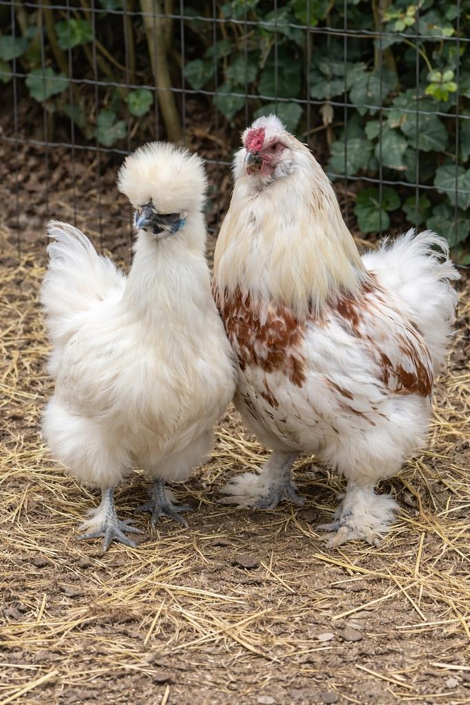 Broedeieren zijdehoen, Dieren en Toebehoren, Pluimvee