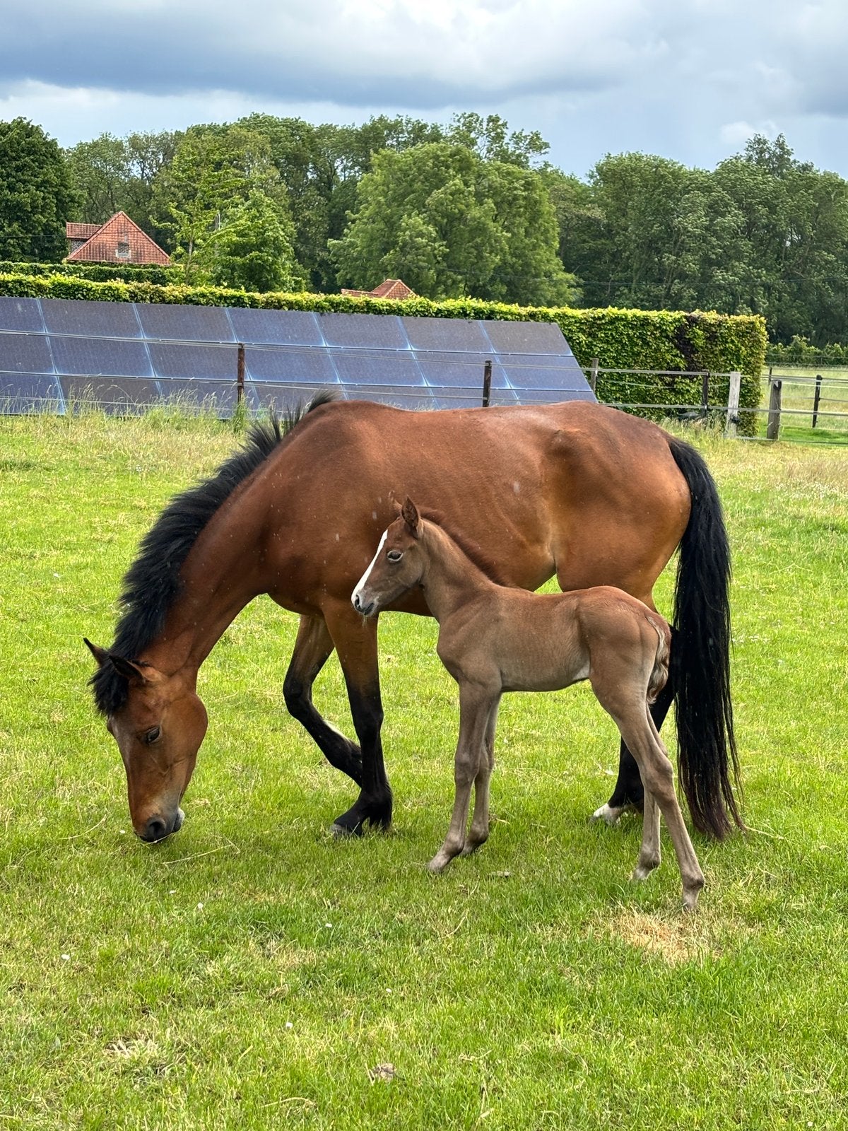 Poney sauteur + poulain (jument), Animaux & Accessoires, Poneys, Jument, Débourré, Poney de saut, 3 à 6 ans, Avec pedigree, Avec puce électronique