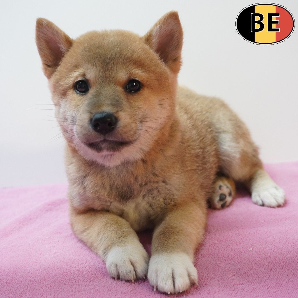Shiba Inu - Belgische pups te koop, België, CDV (hondenziekte), 8 tot 15 weken, Meerdere
